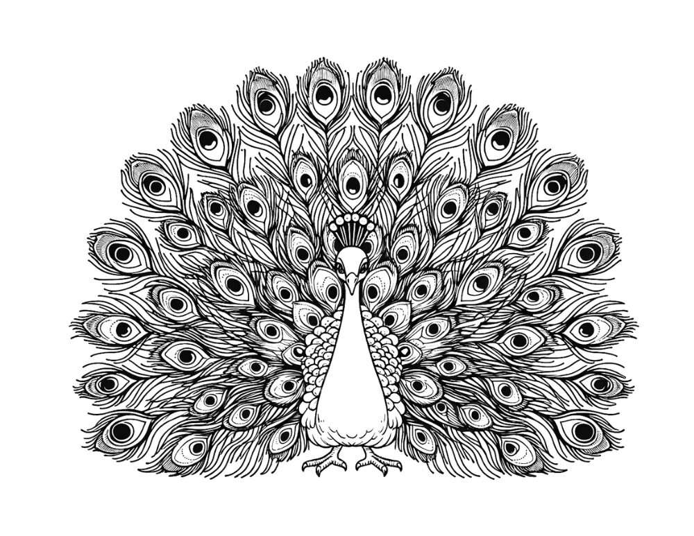 printable peacock coloring pages,  PDF, Free Printable