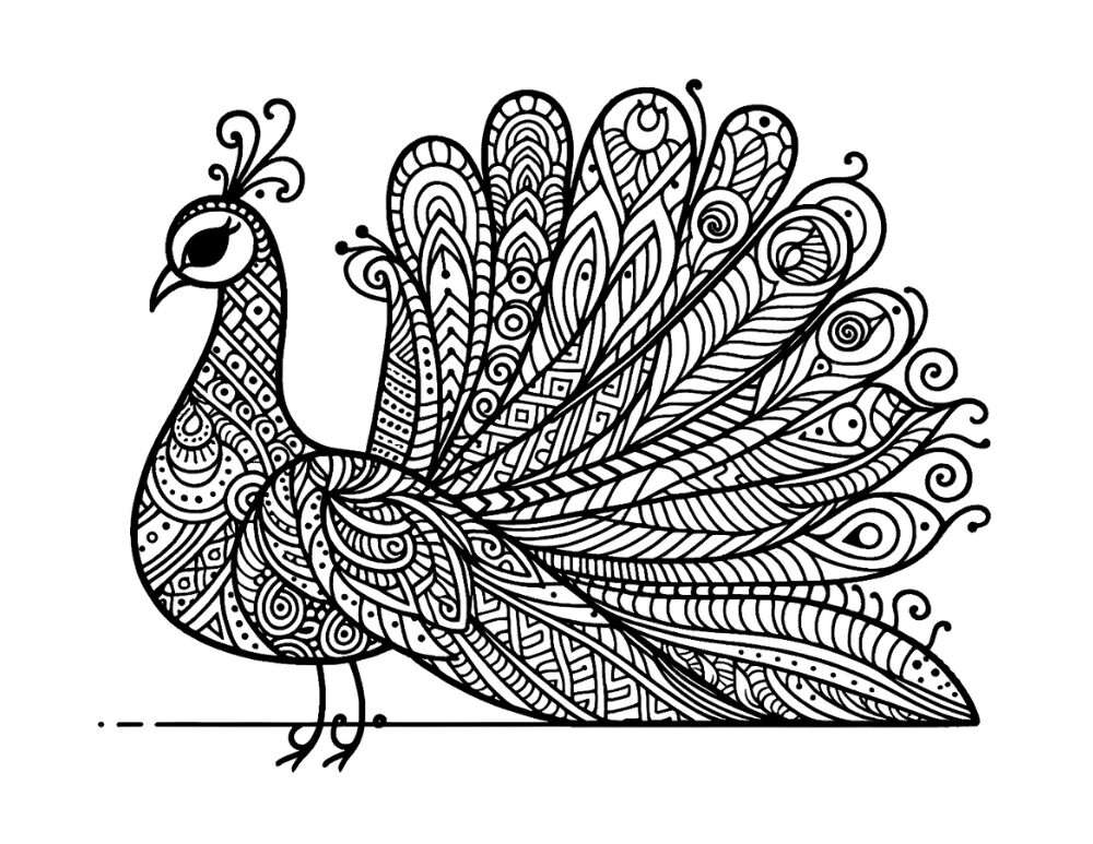 printable peacock coloring pages,  PDF, Free Printable